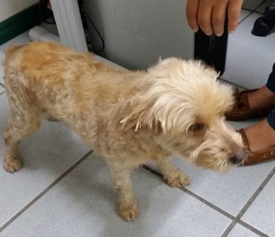 Animal encontrado no bairro Universitário