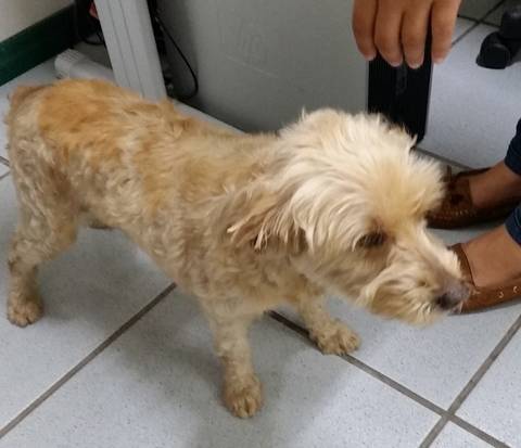 Animal encontrado no bairro Universitário