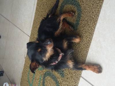 Animal encontrado no bairro Jardim Angelica 