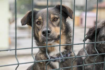 Maus-tratos animais: como reagir e quais medidas devem ser adotadas