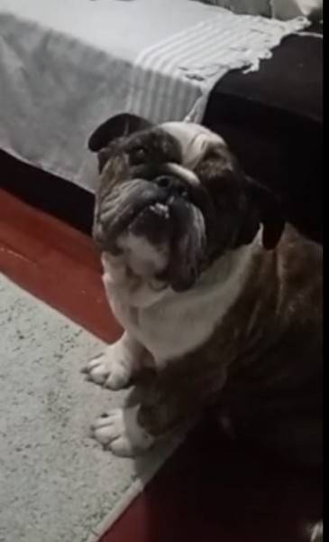 Animal encontrado no bairro Rio Maina Loteamento Gentille 