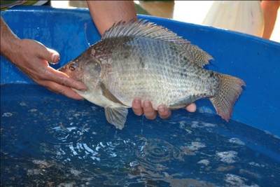 Lauro Müller recebe Feira do Peixe Vivo nestas terça e quinta