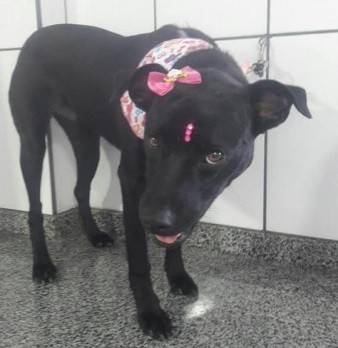 Animal para doação - Preta