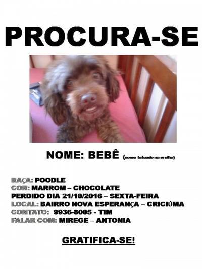 Animal encontrado no bairro São Sebastião