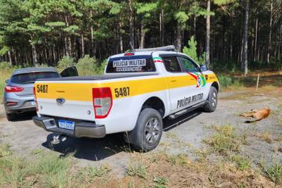 Onça-parda morre atropelada em rodovia da Serra de Santa Catarina