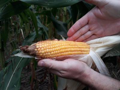 Produtores sofrem com efeitos da estiagem na região Sul