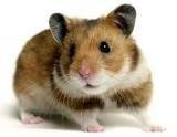 Animal para doação - Hamster