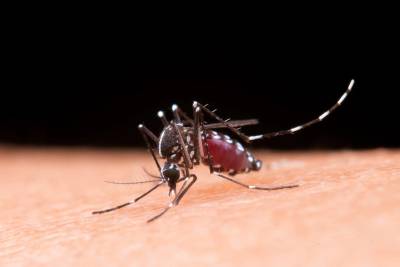 Com mais de 635 focos do Aedes aegypti, Tubarão reforça ações de prevenção