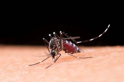 Com mais de 635 focos do Aedes aegypti, Tubarão reforça ações de prevenção
