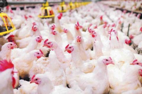Setor produtivo comemora recorde histórico nas exportações de carnes no primeiro bimestre de 2025
