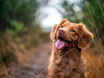 Mais de 95% dos brasileiros consideram a saúde do pet tão importante quanto a da família