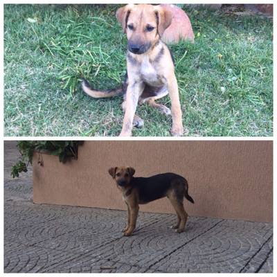 Animal para doação - Frederico