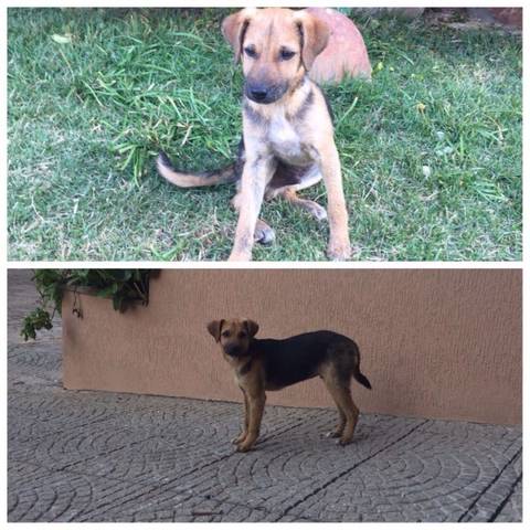 Animal para doação - Frederico