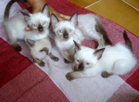 Animal para doação - Gatinhos