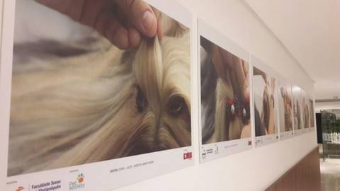 Exposição mostra processo de embelezamento dos pets