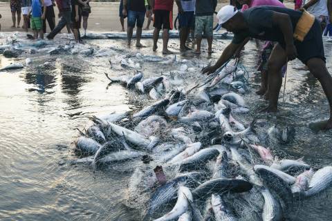 Safra da tainha inicia na sexta-feira com expectativa positiva nos primeiros dias de pesca