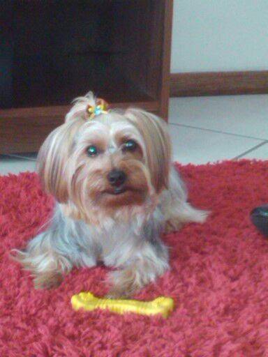 Procura-se Ted