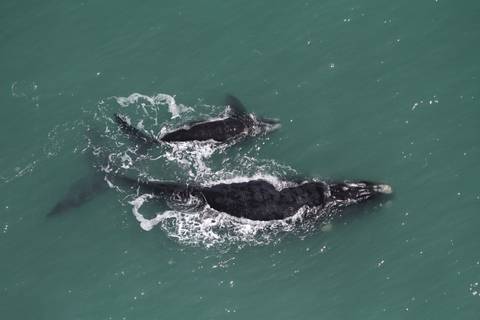  Sobrevoo registra 225 baleias-francas no litoral dos estados do Sul do Brasil