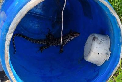 Lagarto é capturado em casa de Jaguaruna