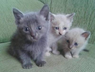 Animal para doação - Gatinhos