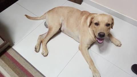 Procura-se Thor