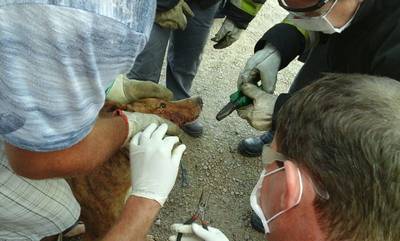 Bombeiros Voluntários socorrem cão atacado por ouriço