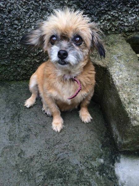 Animal encontrado no bairro Ceará