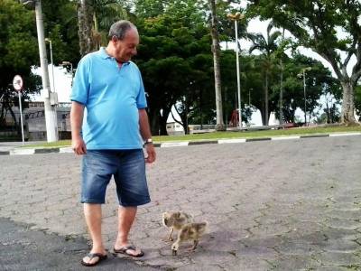 Casal de gansos vira atração no Santa Bárbara