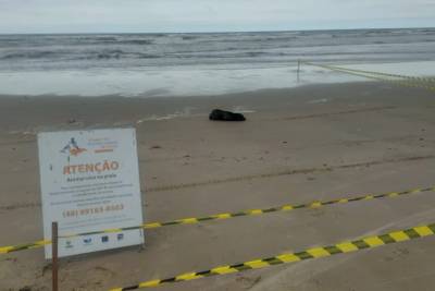 Jaguaruna: lobo-marinho é encontrado descansando na faixa de areia; veja vídeo