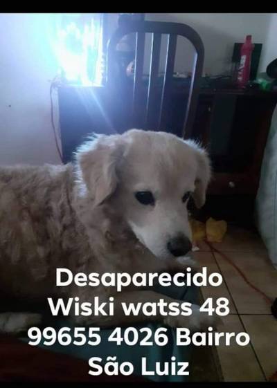 Procura-se Wiski