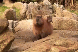 Vídeo: amizade entre gavião e capivara surpreende grupo durante passeio de canoa