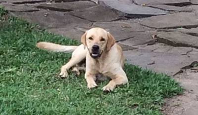 Procura-se o labrador Zeca