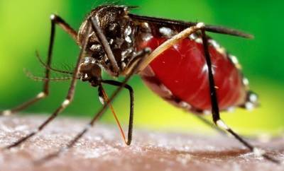 Casos de dengue continuam aumentando em Santa Catarina