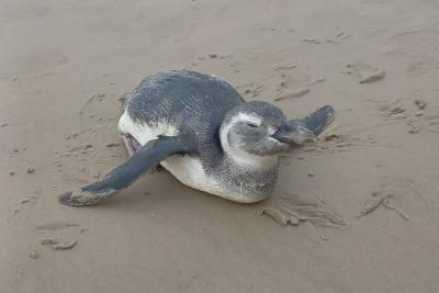 Viu pinguim na praia? Entenda por que eles estão aparecendo mais no Sul de SC