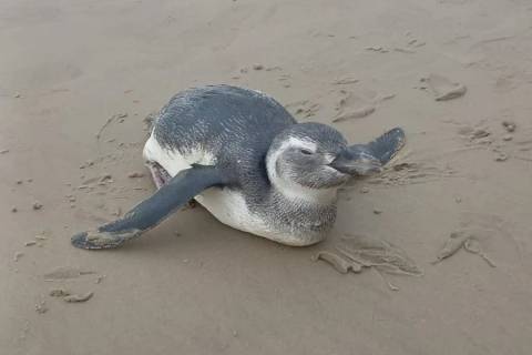Viu pinguim na praia? Entenda por que eles estão aparecendo mais no Sul de SC