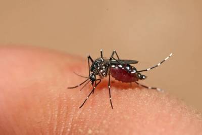 Tubarão registra novo aumento no número de focos do mosquito transmissor da dengue
