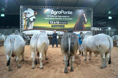 Feira AgroPonte reúne animais de alto padrão nos julgamentos de Nelore e Brahman