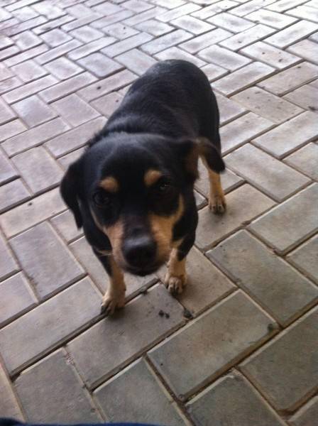Animal encontrado no bairro Centro