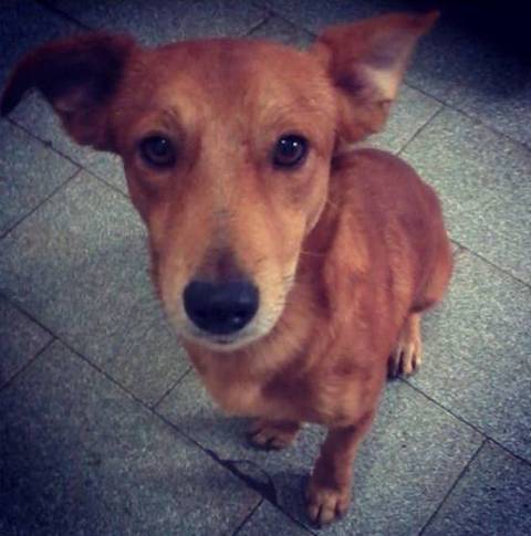Procura-se Marley Luis 