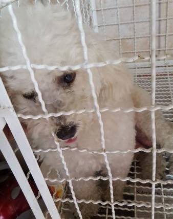 Animal encontrado no bairro Prospera 