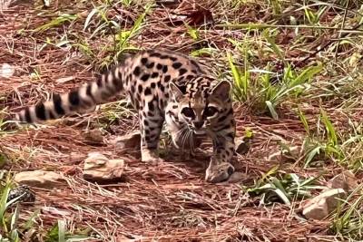Felino silvestre ataca galinhas e é capturado por morador no interior de Orleans