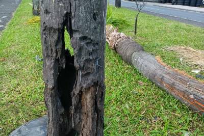 Árvores apodrecidas preocupam motoristas na avenida Centenário, destaca vereador