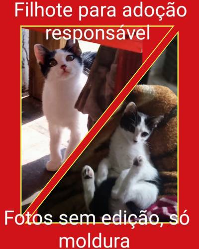 Animal para adoção - Frajolinha