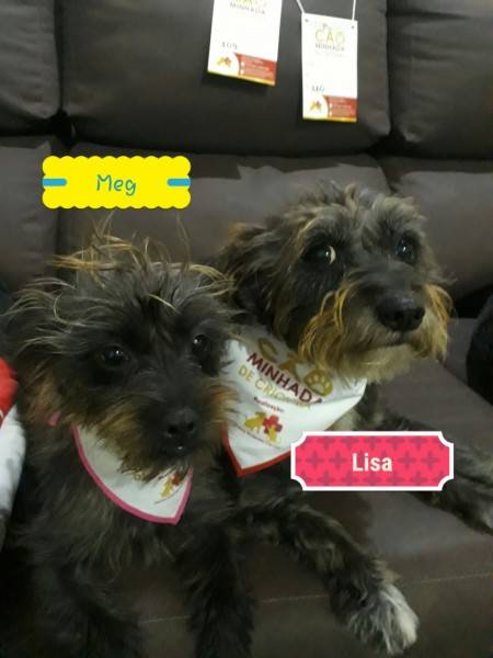 SOS Vira-Lata participa da 1ª CãoMinhada de Criciúma