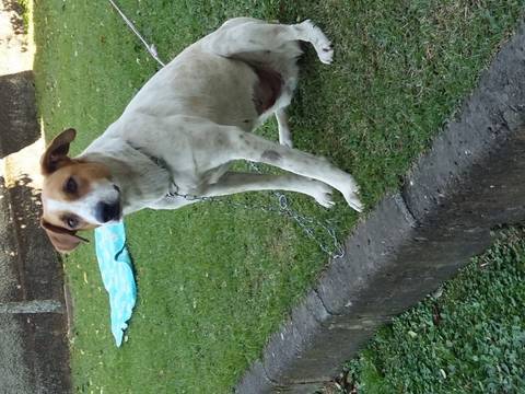 Animal para doação - Puppy