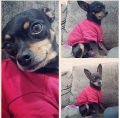 Procura-se Fred