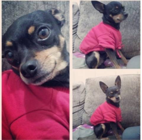 Procura-se Fred