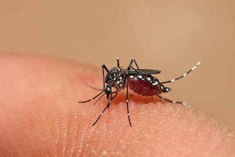 Dengue: Estado divulga aos municípios nota de alerta sobre perfil dos casos graves da doença