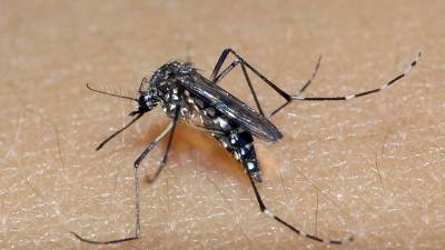 Primeiro caso de dengue contraído em Imbituba é confirmado