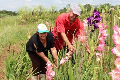 Finados: Cultivo de Palmas é tradição na família de agricultores de Forquilhinha